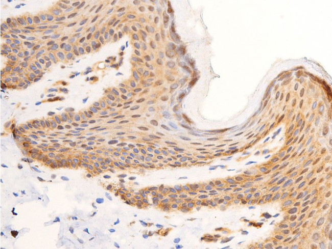 Phospho-c-Jun (Tyr170) Antibody in Immunohistochemistry (Paraffin) (IHC (P))