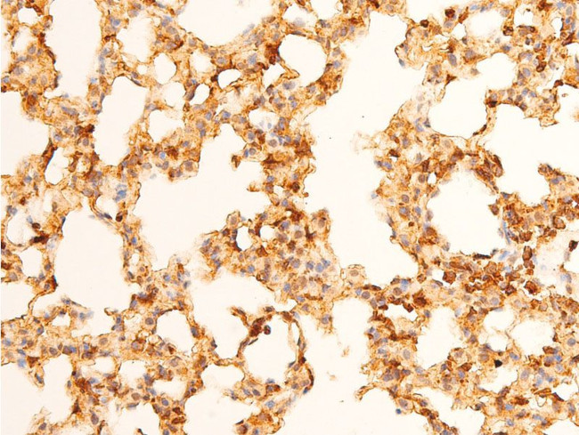 Phospho-c-Jun (Tyr170) Antibody in Immunohistochemistry (Paraffin) (IHC (P))