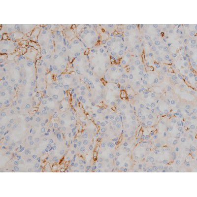 Phospho-Fyn (Tyr531) Antibody in Immunohistochemistry (Paraffin) (IHC (P))