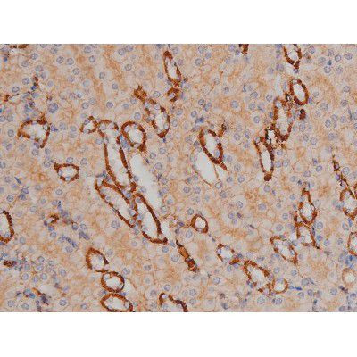 Phospho-Fyn (Tyr531) Antibody in Immunohistochemistry (Paraffin) (IHC (P))