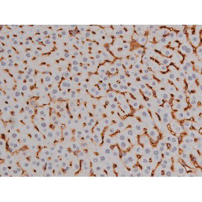 Phospho-NPM1 (Thr199) Antibody in Immunohistochemistry (Paraffin) (IHC (P))