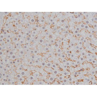 Phospho-NPM1 (Thr199) Antibody in Immunohistochemistry (Paraffin) (IHC (P))