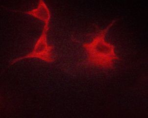 Phospho-beta-2 Adrenergic Receptor (Ser346) Antibody in Immunocytochemistry (ICC/IF)