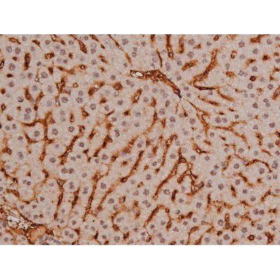 Phospho-SP1 (Thr453) Antibody in Immunohistochemistry (Paraffin) (IHC (P))