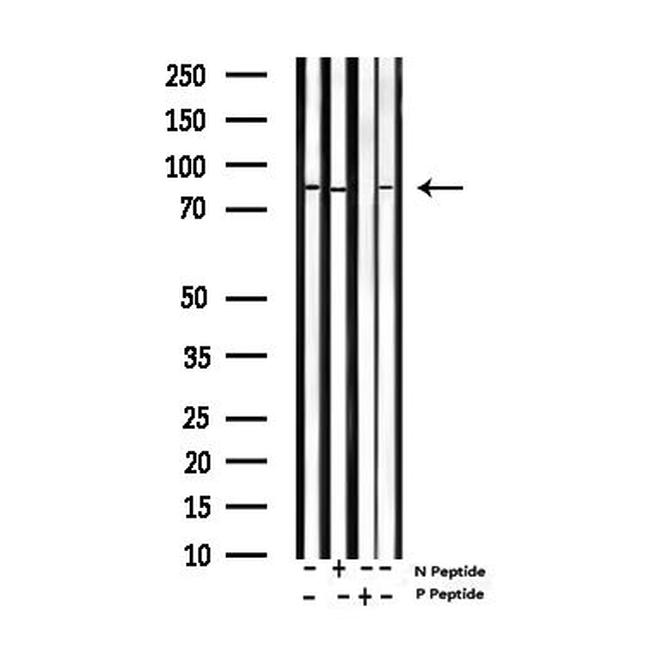 Phospho-SP1 (Thr453) Antibody in Western Blot (WB)