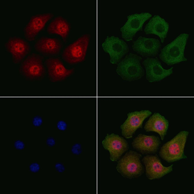 Phospho-SP1 (Thr739) Antibody in Immunocytochemistry (ICC/IF)