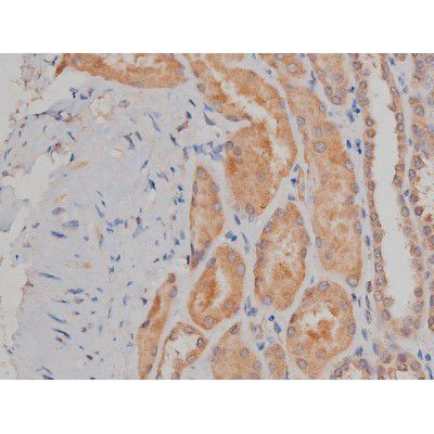 Phospho-SP1 (Thr739) Antibody in Immunohistochemistry (Paraffin) (IHC (P))