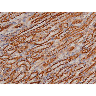 Phospho-SP1 (Thr739) Antibody in Immunohistochemistry (Paraffin) (IHC (P))