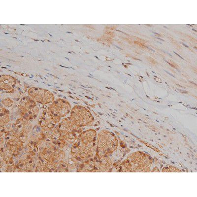 Phospho-SP1 (Thr739) Antibody in Immunohistochemistry (Paraffin) (IHC (P))