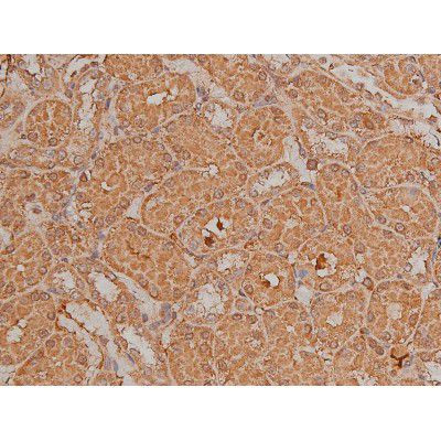 Phospho-SP1 (Thr739) Antibody in Immunohistochemistry (Paraffin) (IHC (P))