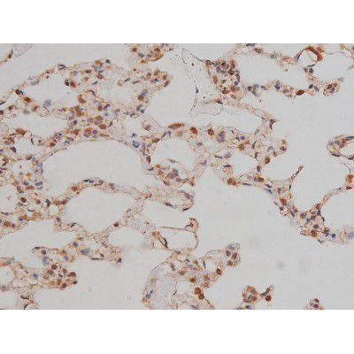 Phospho-SP1 (Thr739) Antibody in Immunohistochemistry (Paraffin) (IHC (P))