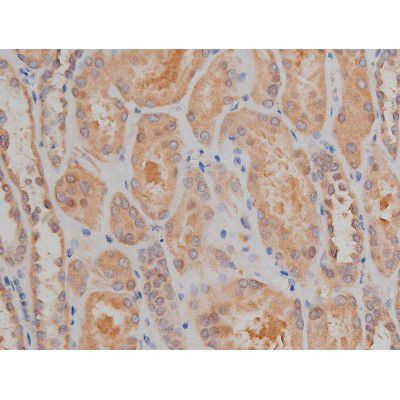 Phospho-SP1 (Thr739) Antibody in Immunohistochemistry (Paraffin) (IHC (P))