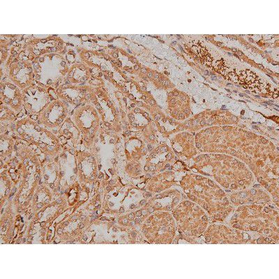 Phospho-SP1 (Thr739) Antibody in Immunohistochemistry (Paraffin) (IHC (P))