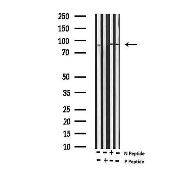 Phospho-SP1 (Thr739) Antibody in Western Blot (WB)