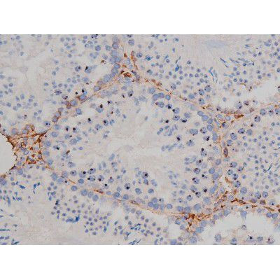 Phospho-HSP90 (Ser255) Antibody in Immunohistochemistry (Paraffin) (IHC (P))