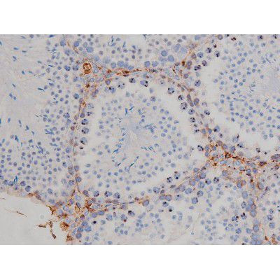 Phospho-HSP90 (Ser255) Antibody in Immunohistochemistry (Paraffin) (IHC (P))