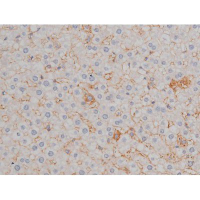 Phospho-HSP90 (Ser255) Antibody in Immunohistochemistry (Paraffin) (IHC (P))