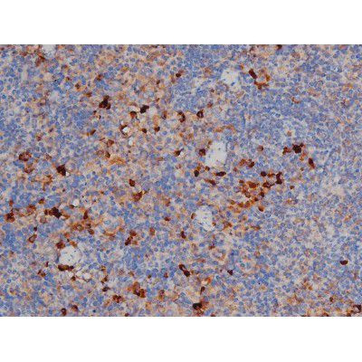 Phospho-HSP90 (Ser255) Antibody in Immunohistochemistry (Paraffin) (IHC (P))