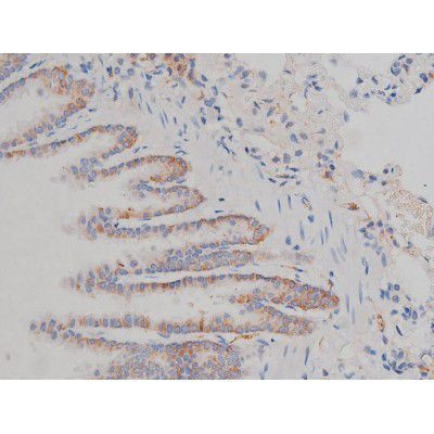 Phospho-HSP90 (Ser255) Antibody in Immunohistochemistry (Paraffin) (IHC (P))