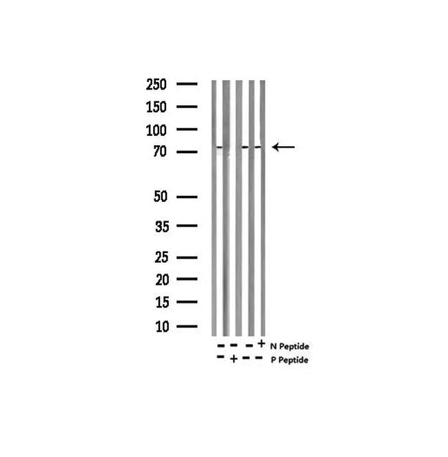 Phospho-Myb (Ser532) Antibody in Western Blot (WB)