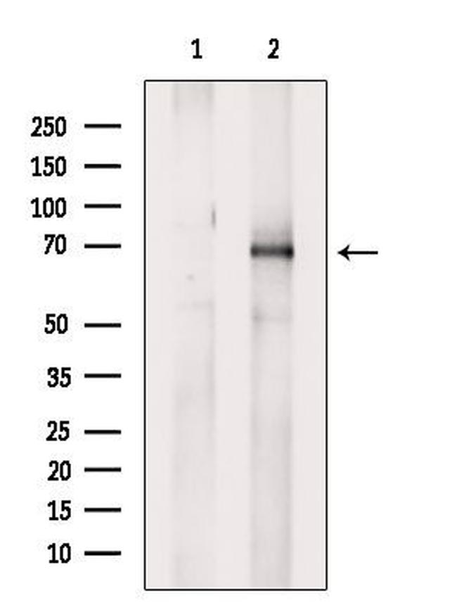 Phospho-Ezrin (Tyr354) Antibody in Western Blot (WB)