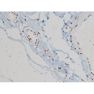 Phospho-Ezrin (Tyr478) Antibody in Immunohistochemistry (Paraffin) (IHC (P))