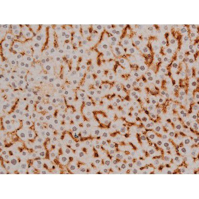 Phospho-Ezrin (Tyr478) Antibody in Immunohistochemistry (Paraffin) (IHC (P))