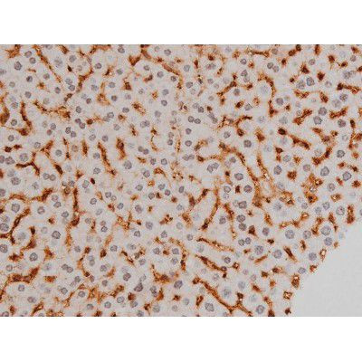 Phospho-Ezrin (Tyr478) Antibody in Immunohistochemistry (Paraffin) (IHC (P))