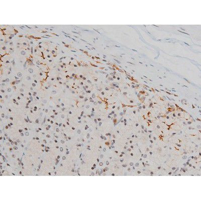 Phospho-Ezrin (Tyr478) Antibody in Immunohistochemistry (Paraffin) (IHC (P))