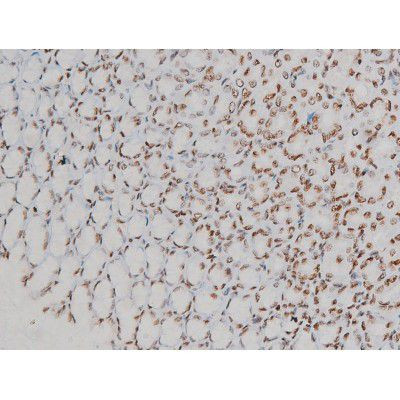 Phospho-Ezrin (Tyr478) Antibody in Immunohistochemistry (Paraffin) (IHC (P))