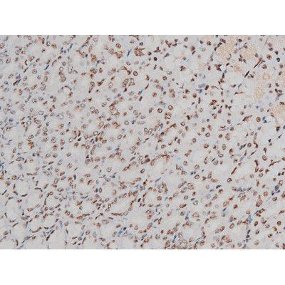 Phospho-ATF2 (Thr69, Thr51) Antibody in Immunohistochemistry (Paraffin) (IHC (P))