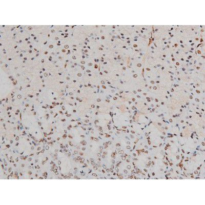 Phospho-ATF2 (Thr69, Thr51) Antibody in Immunohistochemistry (Paraffin) (IHC (P))