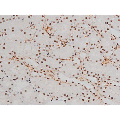 Phospho-ATF2 (Thr69, Thr51) Antibody in Immunohistochemistry (Paraffin) (IHC (P))