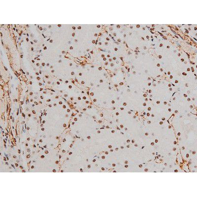 Phospho-ATF2 (Thr69, Thr51) Antibody in Immunohistochemistry (Paraffin) (IHC (P))