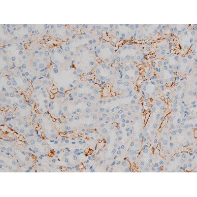 Phospho-ATF2 (Thr71, Thr53) Antibody in Immunohistochemistry (Paraffin) (IHC (P))