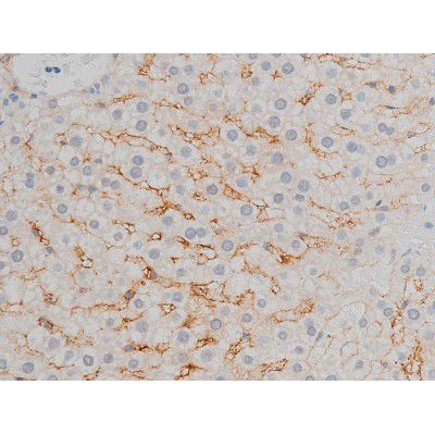 Phospho-ATF2 (Thr71, Thr53) Antibody in Immunohistochemistry (Paraffin) (IHC (P))