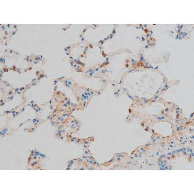 Phospho-CREB (Ser142) Antibody in Immunohistochemistry (Paraffin) (IHC (P))