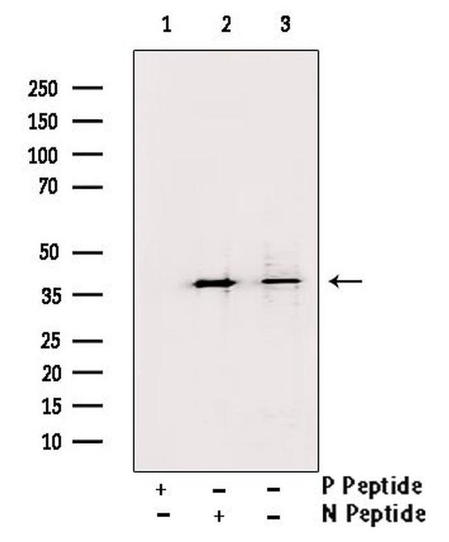 Phospho-CREB (Ser142) Antibody in Western Blot (WB)