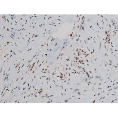 Phospho-JunD (Ser255) Antibody in Immunohistochemistry (Paraffin) (IHC (P))