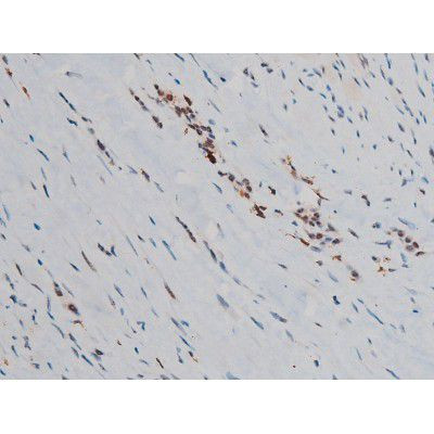 Phospho-JunD (Ser255) Antibody in Immunohistochemistry (Paraffin) (IHC (P))