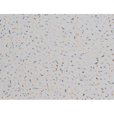 Phospho-JunD (Ser255) Antibody in Immunohistochemistry (Paraffin) (IHC (P))