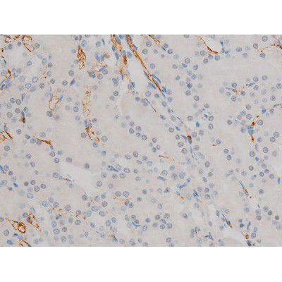 Phospho-JunD (Ser255) Antibody in Immunohistochemistry (Paraffin) (IHC (P))