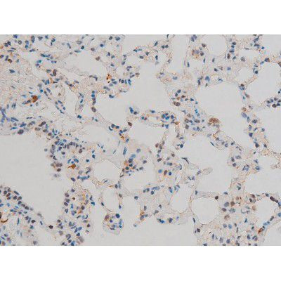 Phospho-JunD (Ser255) Antibody in Immunohistochemistry (Paraffin) (IHC (P))