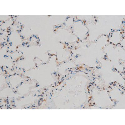 Phospho-JunD (Ser255) Antibody in Immunohistochemistry (Paraffin) (IHC (P))