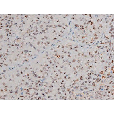 Phospho-JunD (Ser255) Antibody in Immunohistochemistry (Paraffin) (IHC (P))