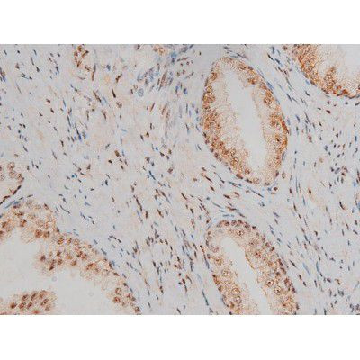 Phospho-JunD (Ser255) Antibody in Immunohistochemistry (Paraffin) (IHC (P))