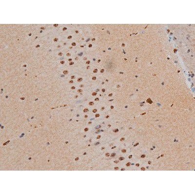 Phospho-JunD (Ser255) Antibody in Immunohistochemistry (Paraffin) (IHC (P))