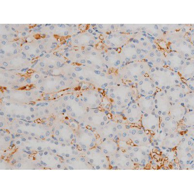 Phospho-JunD (Ser255) Antibody in Immunohistochemistry (Paraffin) (IHC (P))