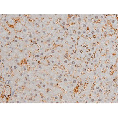 Phospho-JunD (Ser255) Antibody in Immunohistochemistry (Paraffin) (IHC (P))