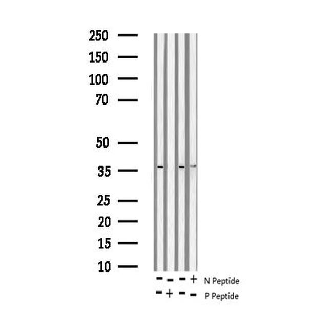 Phospho-JunD (Ser255) Antibody in Western Blot (WB)